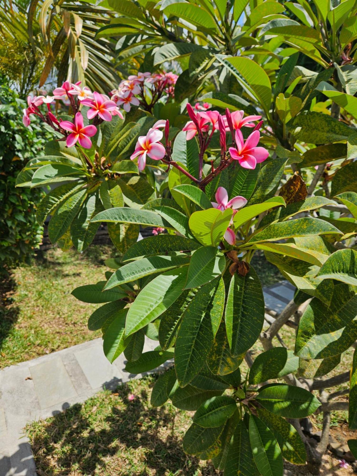 Casa Frangipani Mauritius Apartment Trou d'Eau Douce Exterior photo